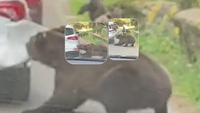 Un clujean a trăit spaima vieții, pe Transfăgărășan! O ursoaică i-a smuls bara mașinii
