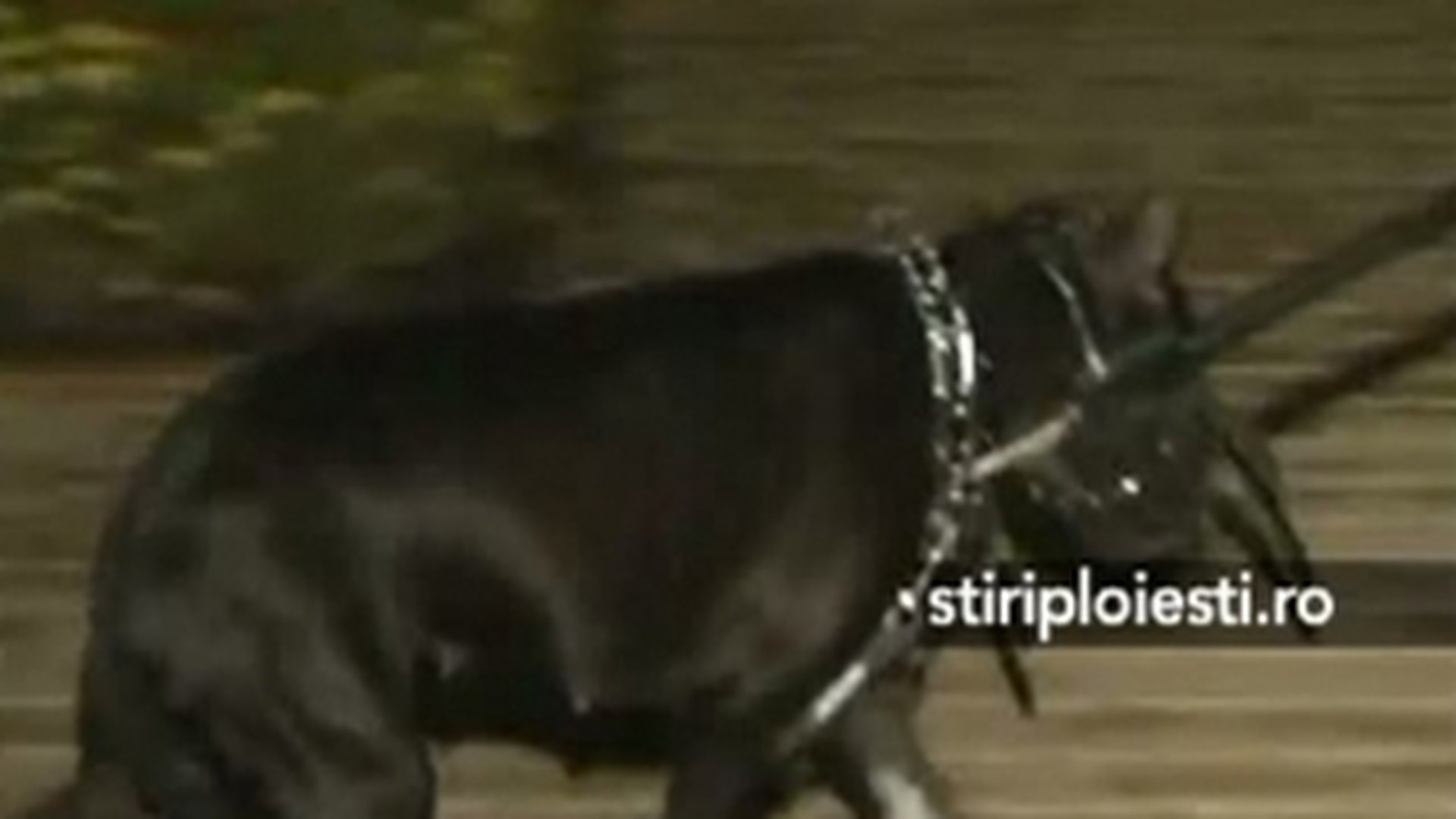Un pitbull fara botnita a terorizat zeci de oameni in centrul Ploiestiului