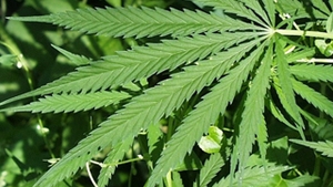O femeie cautata de cinci ani pentru contrabanda cu marihuana a fost prinsa in Bucuresti!