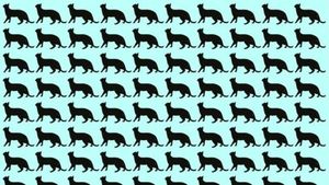 Test IQ | Numai 1% din români depistează pisica ciudată în doar 5 secunde!