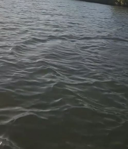 Delfinii au făcut spectacol în Delta Dunării! Au înotat în apropierea bărcilor