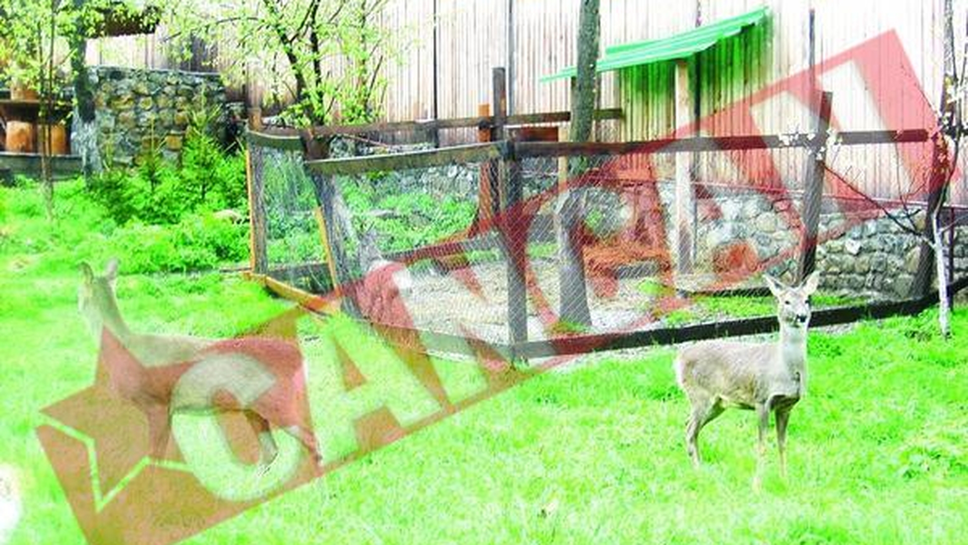 Leoaica inchisa in vila din Dambovita, trimisa la Zoo