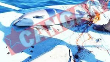 Sute de pesti morti in plasele braconierilor turci