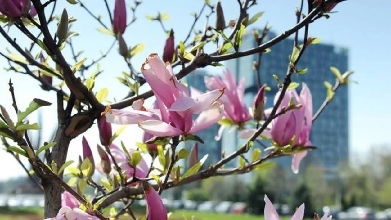 Cea mai caldă zi din istorie a fost astăzi. Temperaturi record joi, 12 aprilie!
