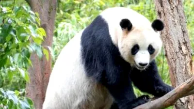 De ce urșii panda stau uneori în mâini?