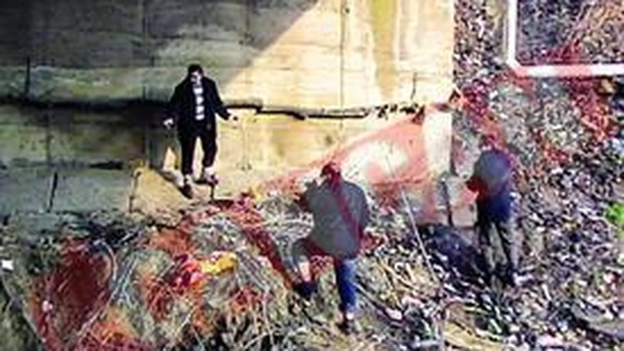 Bebelus devorat de maidanezi