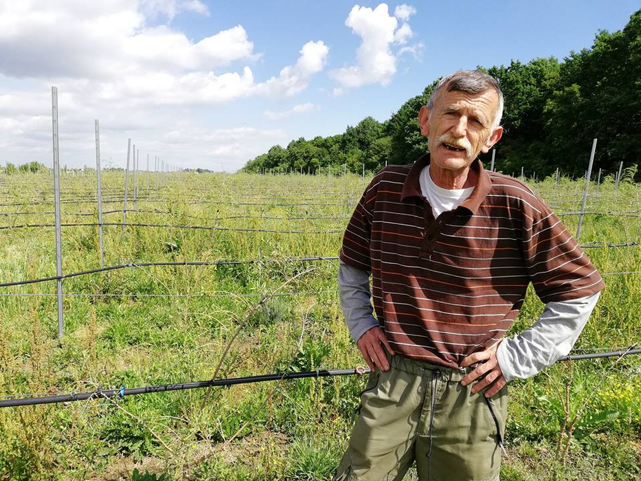 Emeric Kolbaszer, constructorul transformat în cultivator de goji