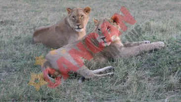 Uitati-va bine! Le vom vedea numai la televizor!