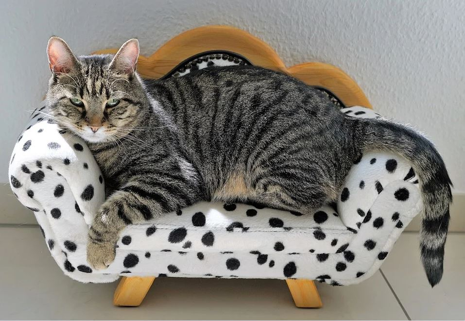 Ce vârstă are pisica ta în ani omenești. Calculul e foarte simplu! Vezi ce vedete preferă micuțele feline și cine a ales să își ia câine
