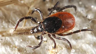 ATENTIE, INVAZIE DE CAPUSE! Zece persoane au ajuns la Urgente dupa ce au fost intepate!