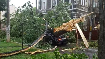 O femeie a murit în Brăila, după ce un copac a căzut peste ea! 
