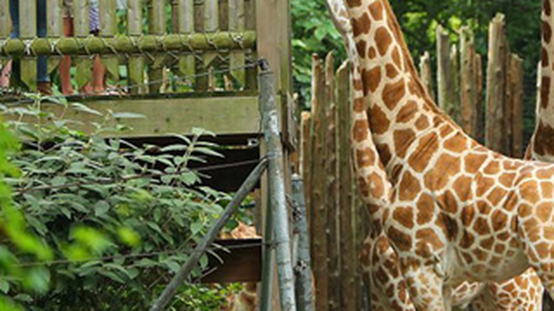 Katie Holmes a dus-o pe Suri la girafe