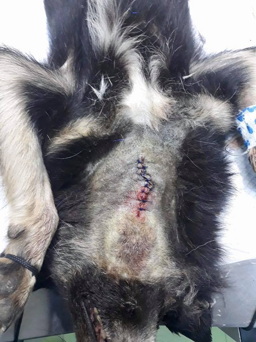 Scene barbare pe străzile din Babadag! Un bărbat a vânat câini cu arbaleta, iar o femelă cu pui a fost ucisă