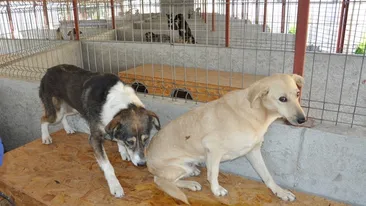 Statistica trista in sectorul 2: 100 de caini adoptati la distanta, dar doar doi luati acasa!