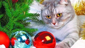 E sarbatoare si pentru animalul tau de companie!