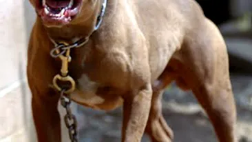 O fetita de 3 ani a murit sfasiata de 4 caini