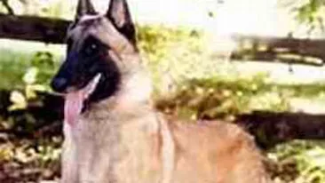 Cancerul de prostata poate fi descoperit de caini?