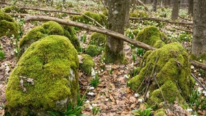 Locul magic din România pe care doar câțiva oameni îl știu. Zona este păzită de ”Zâne”