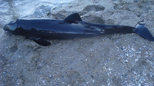 Un delfin esuat pe plaja Tataia a murit sub privirile salvatorilor