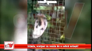 Irimia, scuipat cu venin de o cobrã uriasã!