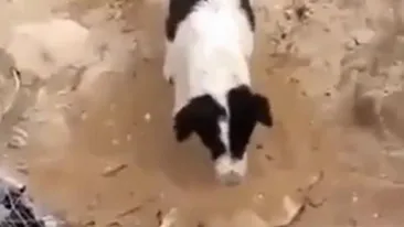 VIDEO Gestul care a induiosat mii de oameni! Cum reuseşte acest câine să-şi arate regretul faţă de moartea unui prieten
