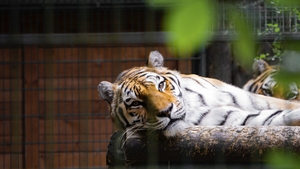 Vasluianul mușcat de tigru e sigur că a fost atacat doar de o pisică mai mare. Medicii, nevoiți să-l lege de pat