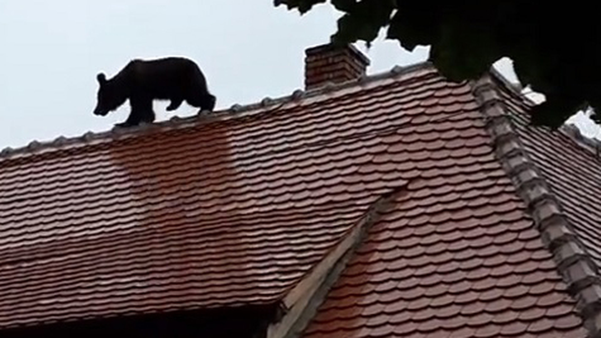 Noi detalii despre cazul ursului împuşcat la Sibiu