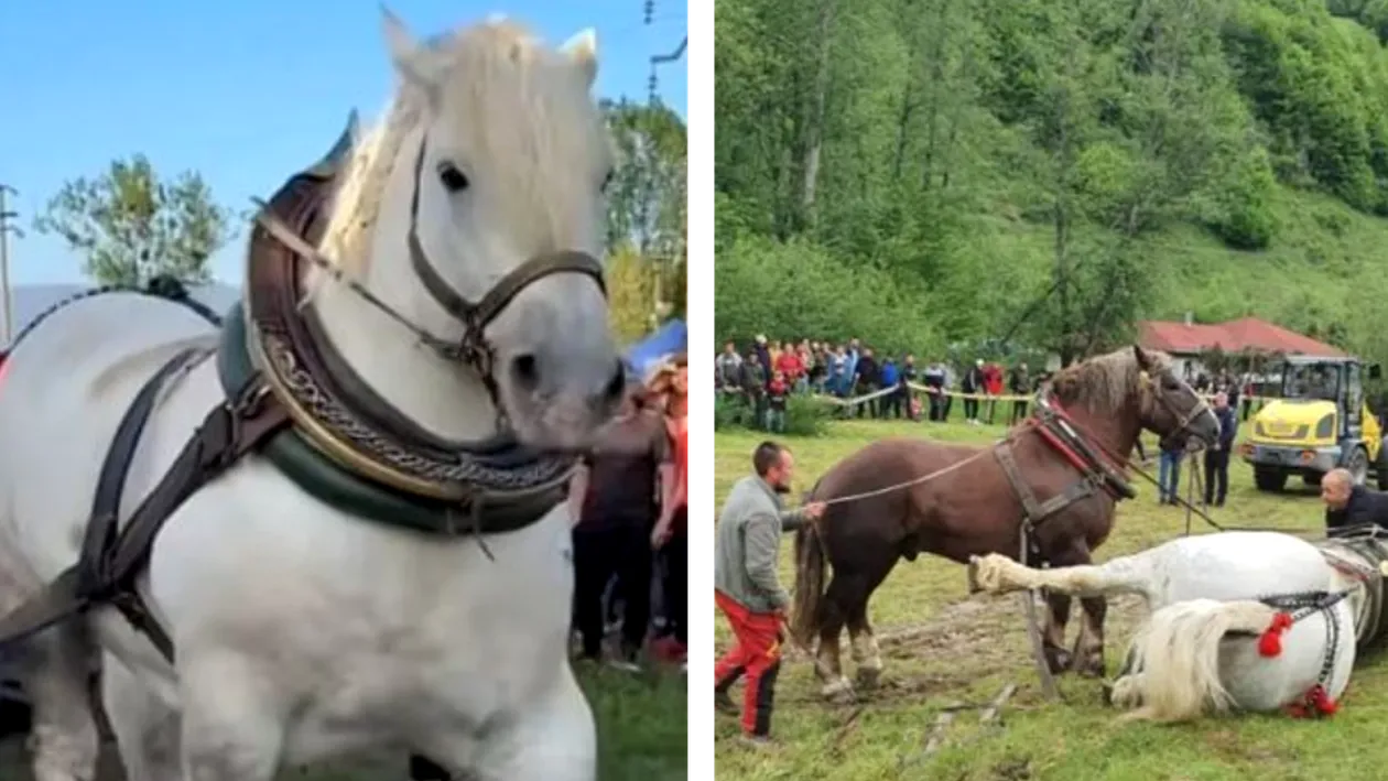 Ce s-a întâmplat, de fapt, cu Falko? Martorii au făcut dezvăluiri șocante despre stăpânul calului