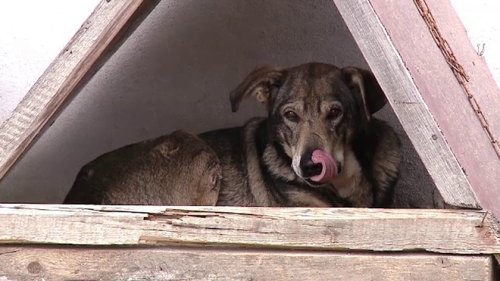 Vecinii credeau că bărbatul din judeţul Suceava creşte în legătoare un câine-lup. Dar, când s-au apropiat de patruped, au încremenit văzând ce animal era, de fapt