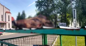 Galerie foto - poza 1