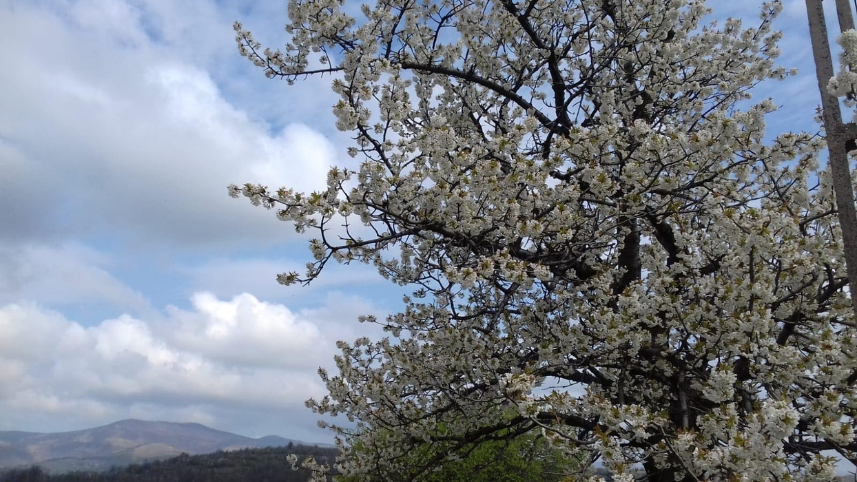 Cireșii sunt în floare, sătenii mai au de așteptat aproximativ trei luni până să facă țuică
