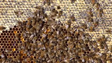 Sase bulgari au fost spitalizati dupa ce au fost intepati de albine