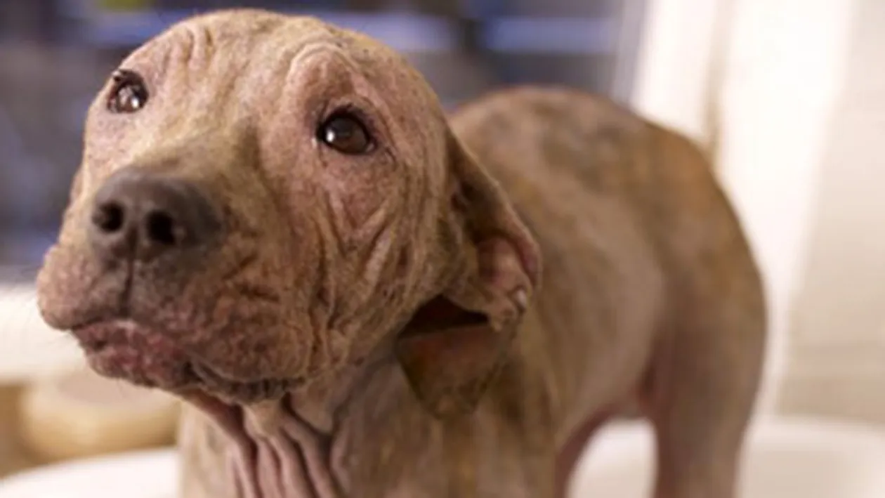 Vezi aici cainele fara blana care nu se poate bucura niciodata de zapada!