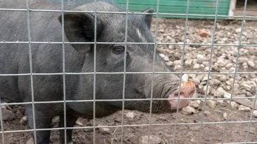 Ignat 2019. De ce se taie porcul pe 20 decembrie