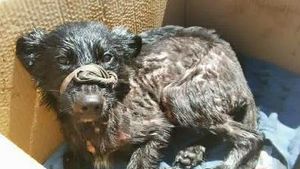 FOTO! Un căţel a fost salvat de medicii veterinari, după ce a fost găsit într-o groapă cu smoală