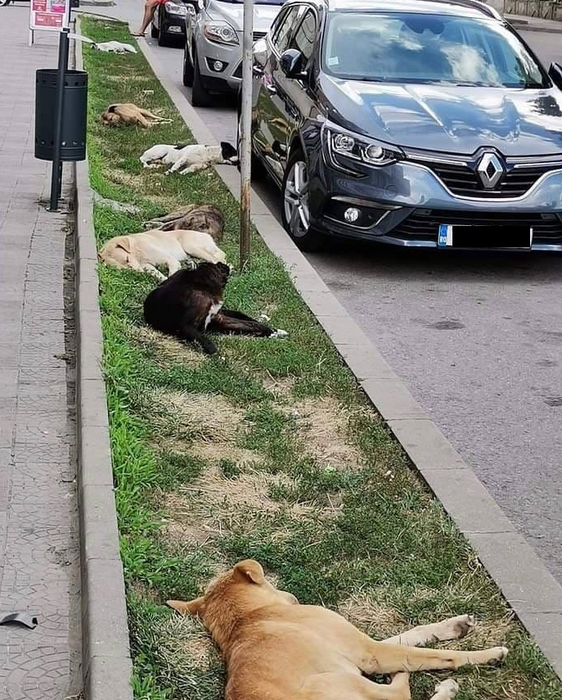 Câinii vagabonzi au pus stăpânire pe străzile din Caracal