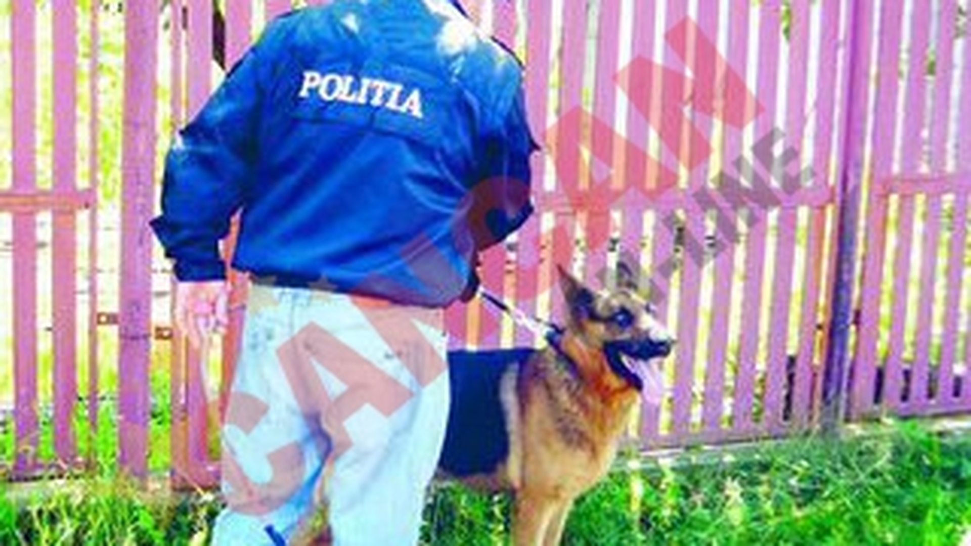 Lupul Gypsy, spaima hotilor