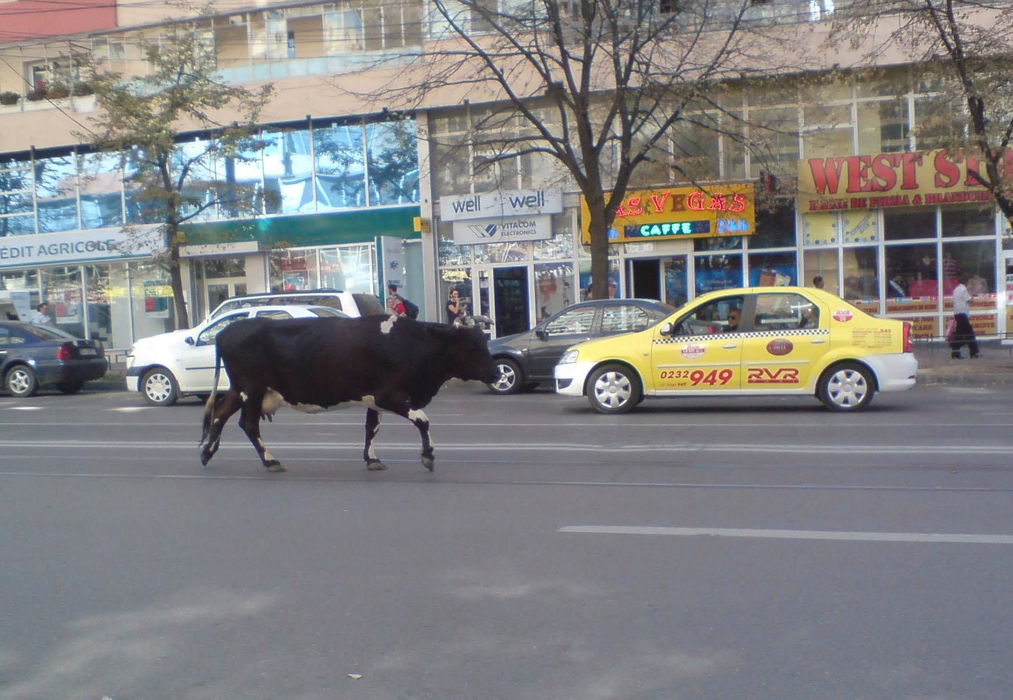 O vacă le-a dat de furcă șoferilor din Iași! S-a plimbat pe linia de tramvai din centrul orașului câteva ore