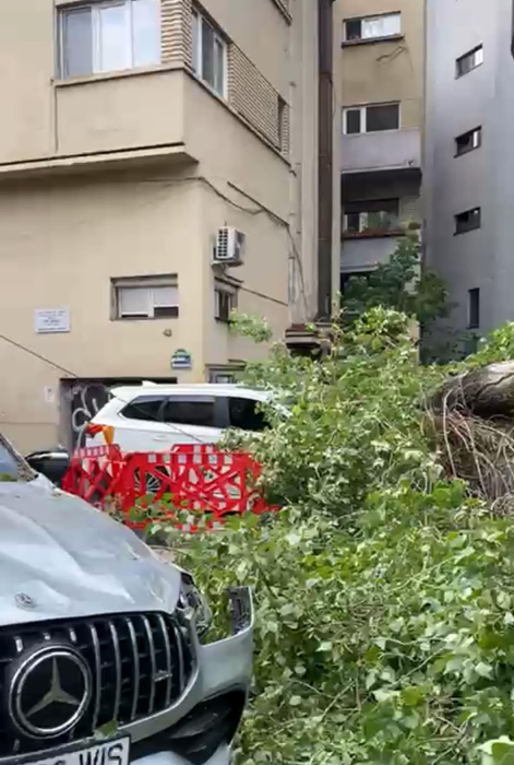 Furtuna a făcut prăpăd în București! Un copac a fost doborât în Sectorul 1 al Capitalei