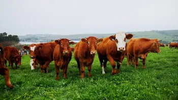 Cinci vaci au fost înscrise la o școală din Franța. Care este motivul și ce spun autoritățile