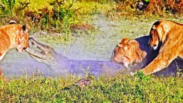 L-au halit pe crocodil!