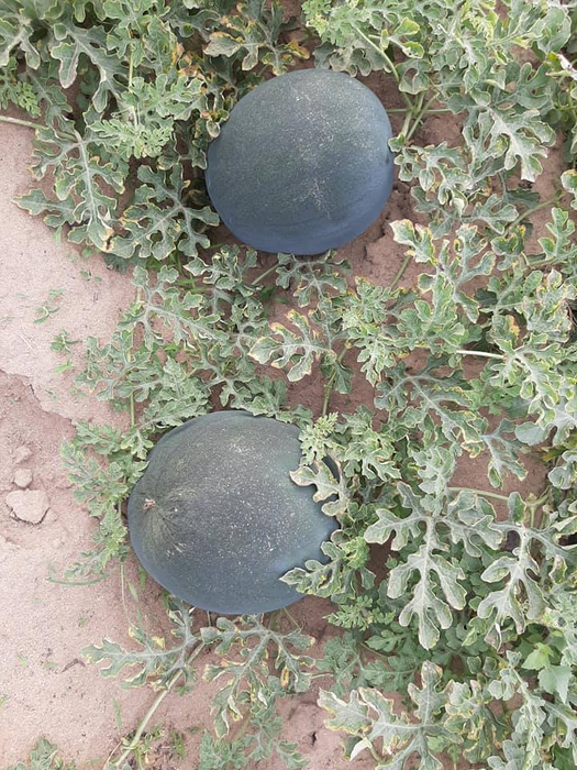 Vești proaste de la cultivatorii din Dolj! Ce s-a întâmplat cu celebrii pepeni de Dăbuleni