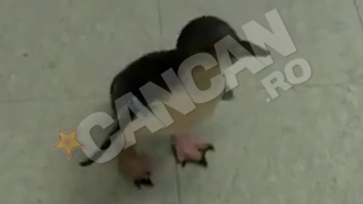 VIDEO El e cel mai dragalas pinguin din lume! Uite-l cum se bucura alaturi de ingrijitorul sau!