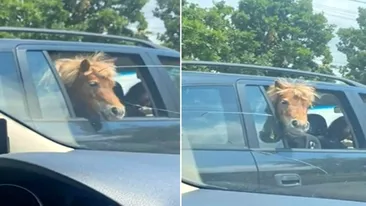 Să vezi și să nu crezi! Un ponei a fost plimbat pe bancheta din spate a mașinii, alături de doi copii