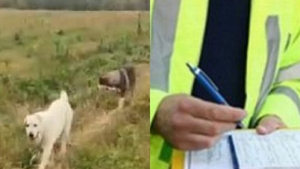 Amendă uriașă pentru românii care își abandonează câinele pe câmp. Poliția nu iartă, doi băcăuani au comis-o și plătesc scump