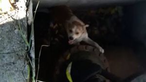 VIDEO. Misiune inedită a pompierilor prahoveni. S-au chinuit mai bine de o oră să scoată un câine dintr-un canal