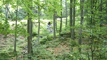 Un baiat de 14 ani din Bistrita Nasaud a murit in timp ce taia lemne!