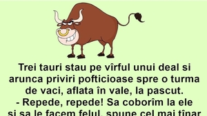 BANC | Trei tauri aruncă priviri pofticioase spre o turmă de vaci