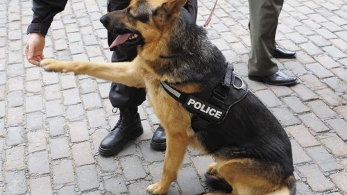 Incredibil! Suspectul a muşcat...câinele poliţist! Cum s-a petrecut grozăvia!