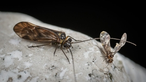 "Apocalipsa insectelor" este tot mai aproape! Avertisment îngrijorător transmis de o echipă de cercetători